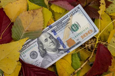 100 dolarlık banknot ıslak sonbahar yapraklarında yatıyor..
