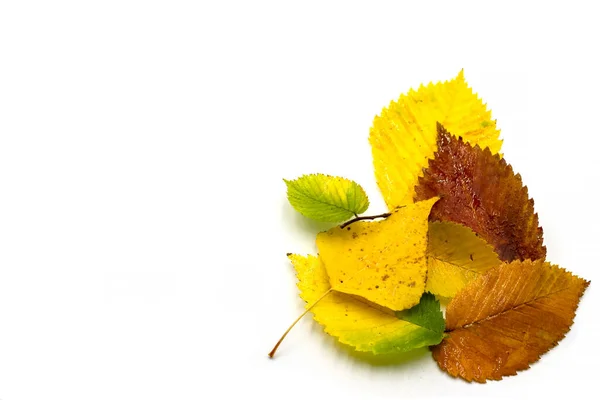 Wet Autumn Leaves White Background — Stock Photo, Image