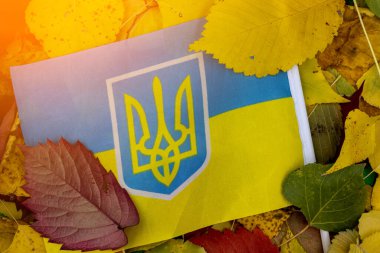 Sonbahar yapraklarının arka planına karşı Ukrayna 'nın ulusal bayrağı. Ukrayna 'da sonbaharın başlangıcı.