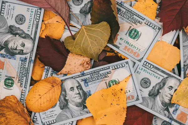 One hundred dollar bills in autumn foliage. US dollars bills sitting on a fall leaf background, money.