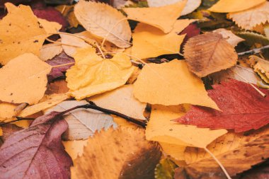 Islak sonbahar arka planı, merhaba Ekim konsepti. Rengarenk yapraklar ve üst manzara. Yakın plan..