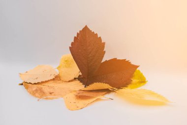 Sonbahar yaprakları beyaz arka planda yakın çekim yapar. Sonbahar yapraklarındaki güneş ışınları.