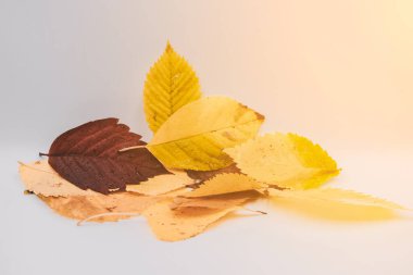 Sonbahar yaprakları beyaz arka planda yakın çekim yapar. Sonbahar yapraklarındaki güneş ışınları.