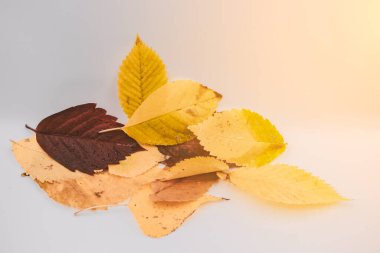 Sonbahar yaprakları beyaz arka planda yakın çekim yapar. Sonbahar yapraklarındaki güneş ışınları.