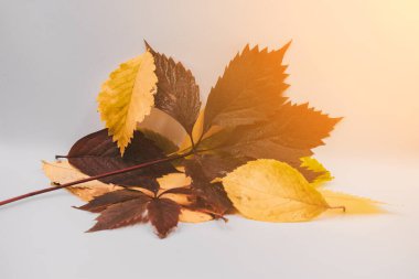 Sonbahar yaprakları beyaz arka planda yakın çekim yapar. Sonbahar yapraklarındaki güneş ışınları.