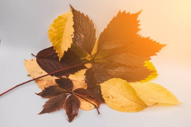 Sonbahar yaprakları beyaz arka planda yakın çekim yapar. Sonbahar yapraklarındaki güneş ışınları.