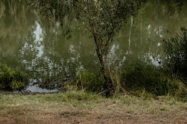 Yazın gölde, parkta. Parkta dinlen.