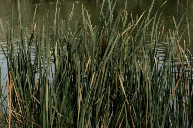 Dnepr nehrinin arka planında büyüyen güzel sazlıklar..