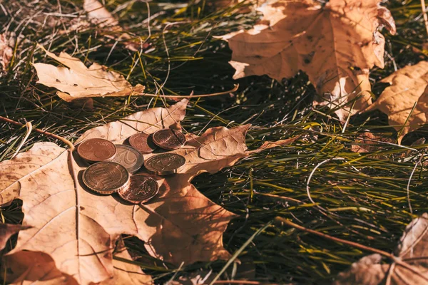 Sonbahar yapraklarının arka planına karşılık küçük avro sikkeleri. Yakın plan.