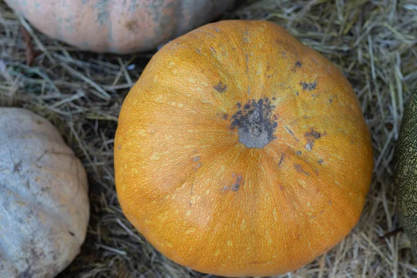 Orange Halloween Pumpkins Stack Hay Straw Sunny Day Fall Display — Stock Photo, Image