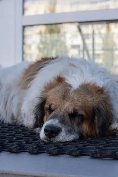 Σκύλος Κοιμάται Στην Είσοδο Του Σπιτιού Πορτραίτο Σκύλου — Φωτογραφία Αρχείου
