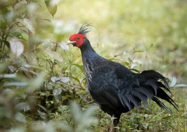Neora Vadisi 'nde Kalij Sülünü 