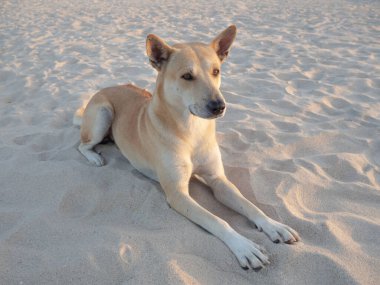 Kumsalda kumda yatan bir köpek. 