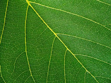 Green leaf texture. background texture. Natural of green leaf.