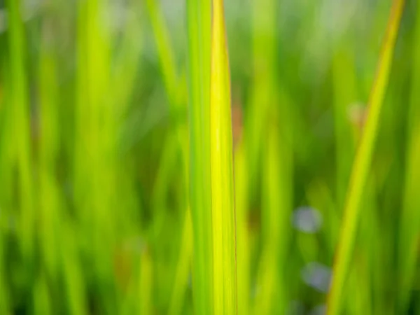 Abstract Natural Background Green Grass Nature Plants Texture Sunlight Green — ストック写真