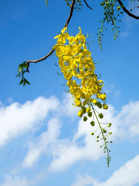 Golden Shower Cassia Fistula Flower Blue Sky Backgroung — стоковое фото