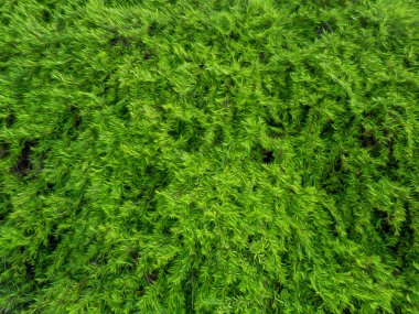 Yağlı boya filtresi olan yeşil yapraklı soyut bir arkaplan. Doku, yeni arkaplan.