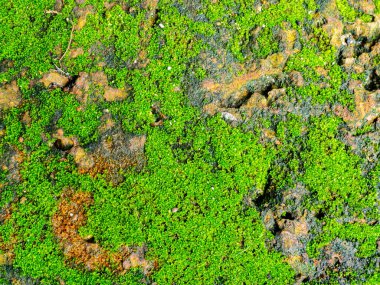 Eski tuğla zeminde yeşil yosun. Yeşil yosun dokusu arkaplanı.