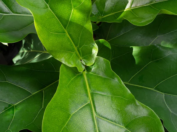 fiddle-leaf fig. new green leafs texture background.