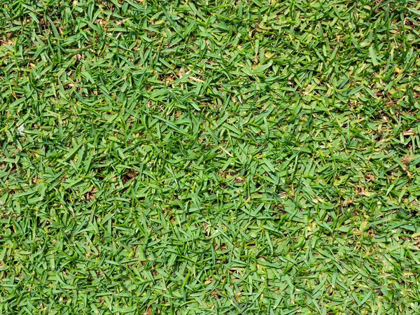 Green Grass Field Background Green Grass Texture Background Top View —  Fotos de Stock