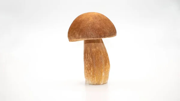 Beyaz arka planda mantar mantarı.