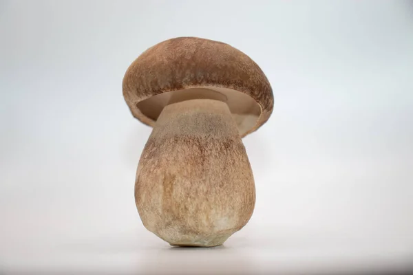 Beyaz arka planda kahverengi renkli beyaz mantar.