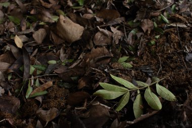 Yere düşen kara yapraklar.