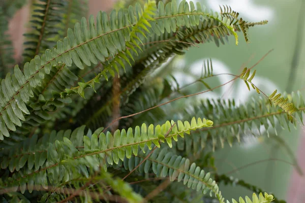 Eğreltiotları en eski yüksek bitkilerden biridir. Neredeyse her yerde ve her koşulda büyürler: dağlarda ve ormanlarda, çöllerde ve tropiklerde..
