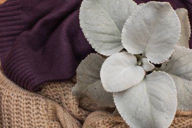 Bir çerçevede farklı dokuların birleşimi. Örgü süveter ve çiçek.