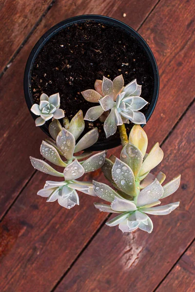 Succulents Flower Pot Arranged Wooden Background — стоковое фото