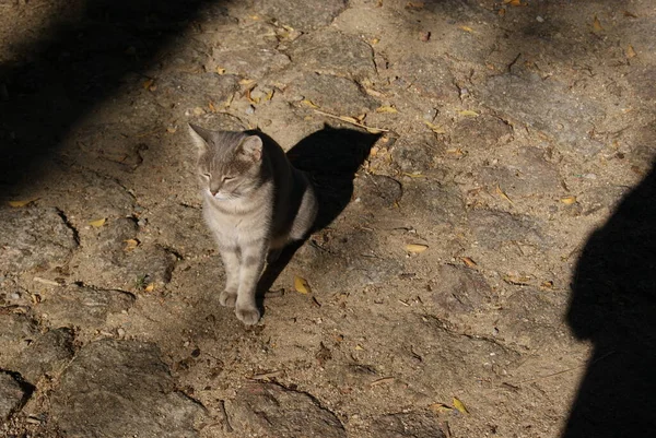 Katt Stopp Solen — Stockfoto