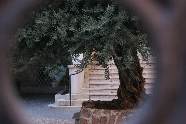 İtalya zeytin ağacı