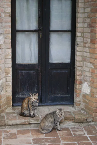 Cats Door Italy — Fotografia de Stock