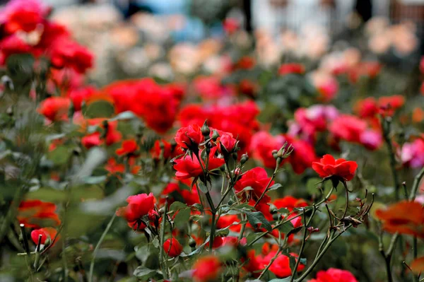 Kırmızı Güller Çalılık Parkı Leeds