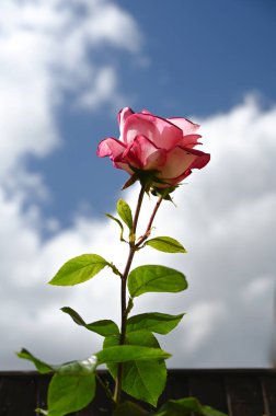 Bahçede güzel bir gül