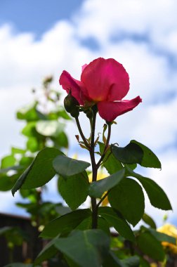 Mavi gökyüzü ile açan pembe gül