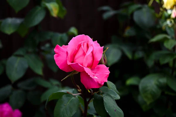 Bahçedeki güzel pembe güller