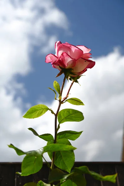 Mavi gökyüzü ile açan pembe gül