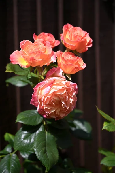 Bahçede yetişen portakal gülleri