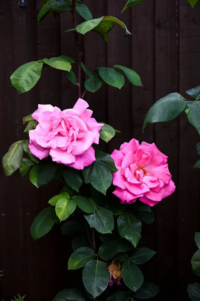 Zwei Rosa Rosen Wachsen Garten — Stockfoto