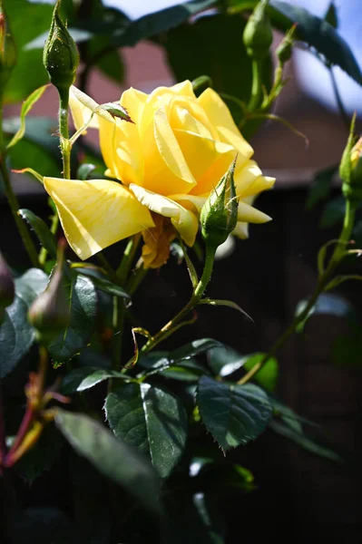 Bahçede yetişen sarı gül