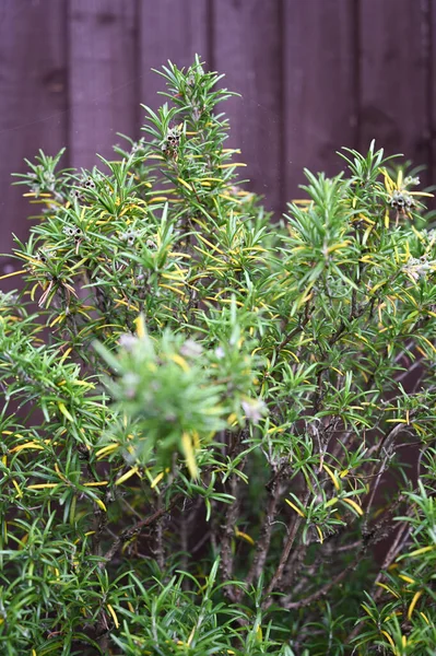 Bahçedeki biberiye bitkisi