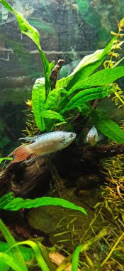 Balık aynada kendini gördü, ama gerçekte iki balıktır.