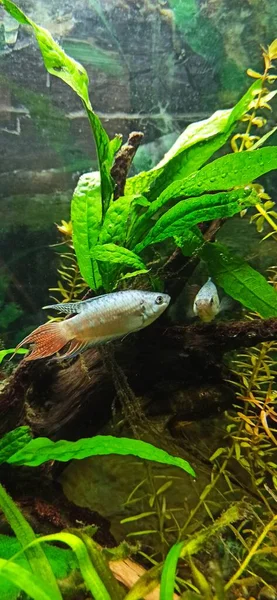 Balık aynada kendini gördü, ama gerçekte iki balıktır.