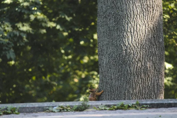 Squirrel Green Park — Zdjęcie stockowe