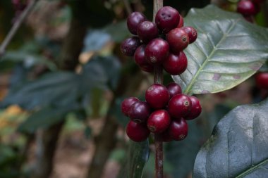 Taze kahve çekirdekleri ağaçta olgunlaşmış, kahve dutları....