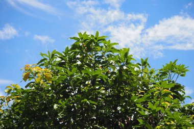 Mavi gökyüzünde, güneşli havada yeşil çalı yaprakları ve beyaz bulut arka planı