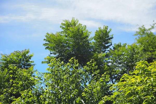 Arbusto Verde Deixa Tempo Ensolarado Céu Azul Fundo Nuvem Branca — Fotografia de Stock