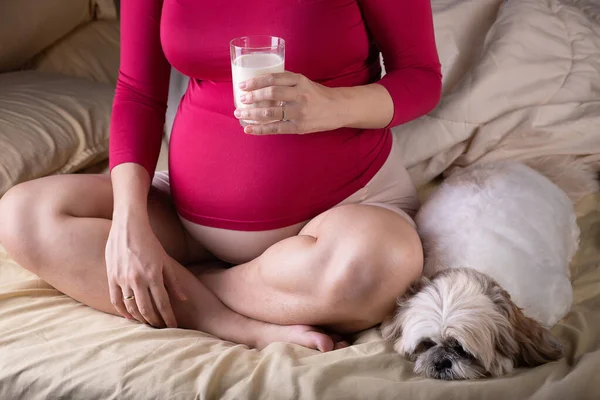 Pregnant Woman Relaxing Bed Holding Glass Milk Hand Small Dog — Stock Photo, Image