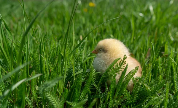 Little yellow newborn chick sleeps in green grass. Spring mood. Background for an Easter greeting or a postcard — Foto de Stock